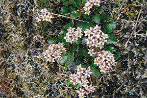 Saxifragaceae  Saxifraga rufidula
