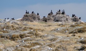 Double-crested Cormorant nesting colony