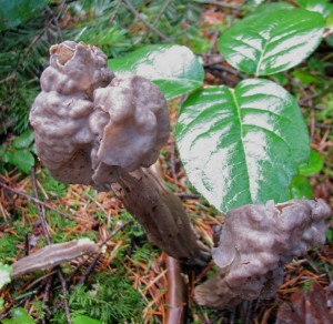 All fungus images are by Rosemary Taylor