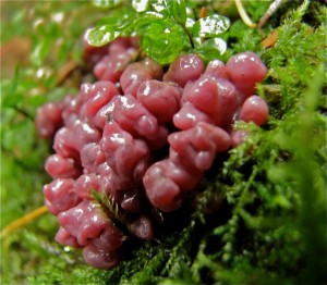 Purple jelly drops (Ascocoryne sarcoides)