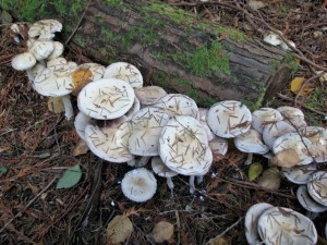 Stropharia ambigua (Doubtful stropharia)
