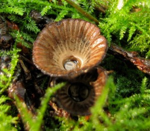 Cyathus striatus (Bird's nest fungus)
