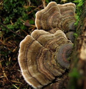 Turkey tails (Trametes versicolour)