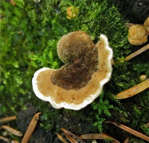 Turkey tail  (Trametes versicolour)