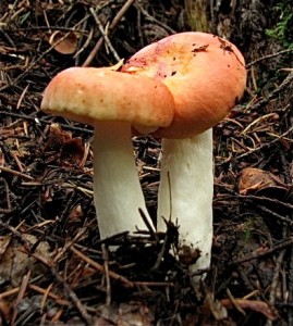 Fragile Russula (Russula fragilis)