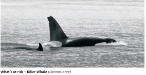 orca-at-stake
