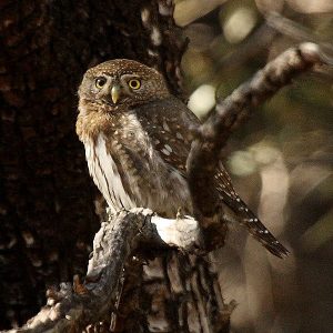 600px-mountain_pygmy_owl_glaucidium_gnoma_arizona