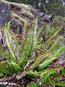 narrow leaf sword fern