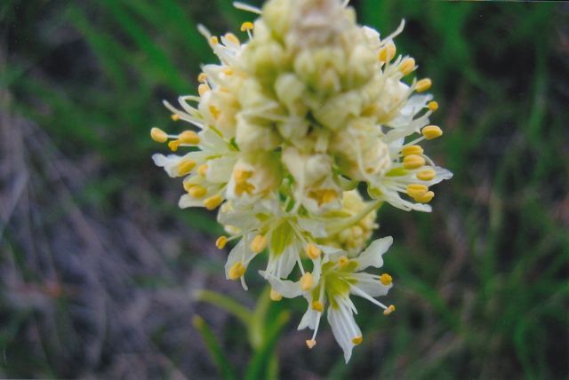 Melanthiaceae        Zygadenus venenosus
