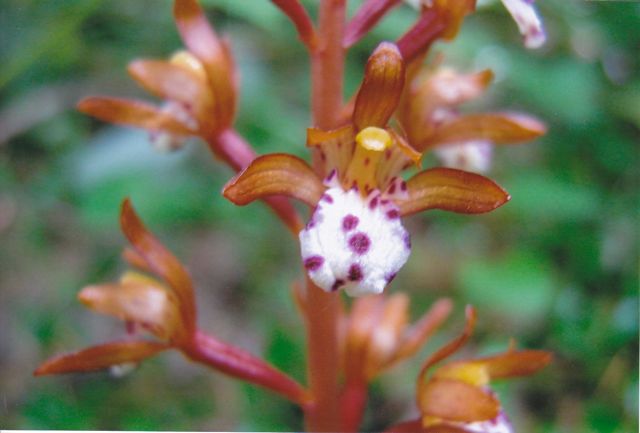 Orchidaceae         Corallorhiza maculata