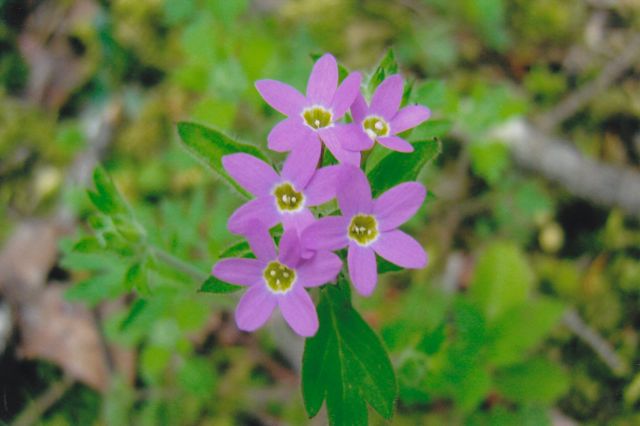 Polemoniaceae      Collomia heterophylla
