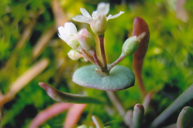 Portulacaceae      Claytonia perfoliata