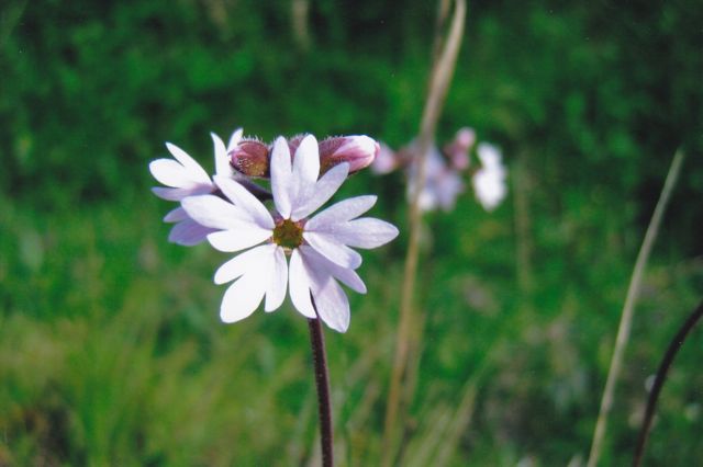 Saxifragaceae    Lithophragma parviflorium