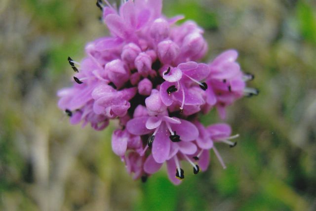 Valerianaceae   Plectrites congesta