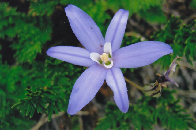 Midaceae    Brodiaea coronaria