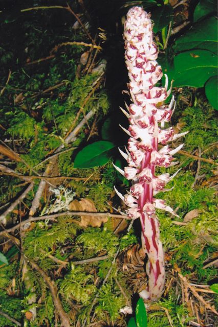 Ericaceae  Allotropa virgata
