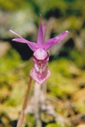 Orchidaceae   Calypso bulbosa