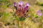 Fabaceae         Trifolium willdenowii