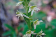 Orchidaceae     Piperia transversa