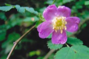 Roasaceae  Rosa gymnocarpa