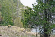 Rocky Mountain juniper tree