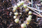 Hepaticae         Asterella gracilis