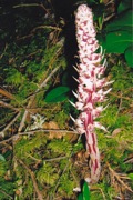 Ericaceae  Allotropa virgata