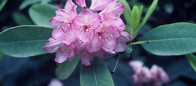 (#106)Rhododendrons