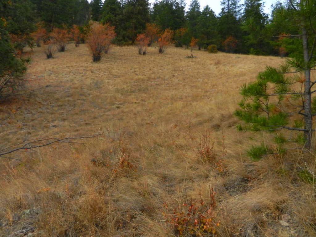 Grassland research proposal picture