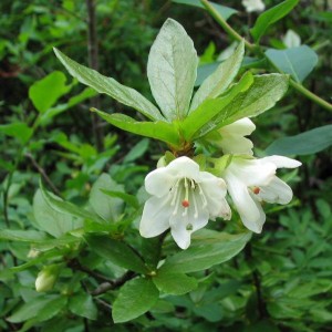 White Rhododendron, (Rhododendron albiflorum ) Photo by Rosemary Taylor
