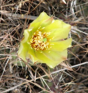 Opuntia fragilis ( Prickly Pear Cactus) photo by Rosemary Taylor