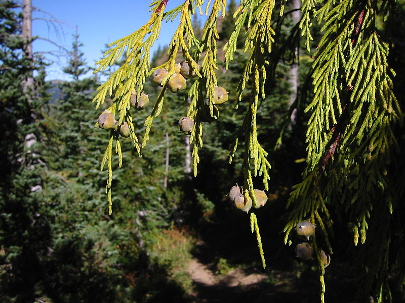 Yellow cedar photo by Walter Siegmund (Wikipedia)