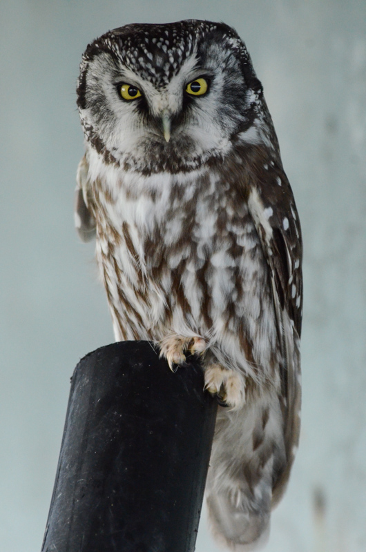 boreal-owl